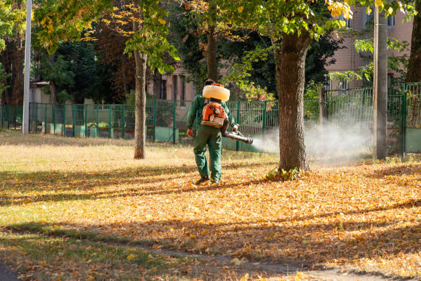 Best Local Pest Control Services  in Desloge, MO